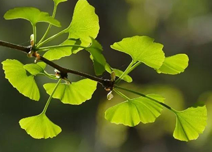 Nature Communications | 華大智造測序平臺助力活化石銀杏種群進化歷史研究