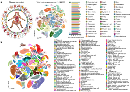 賦能科研 | Nature一作詳解基于華大智造DNBelab C4的首個非人靈長類動物全身器官細(xì)胞圖譜研究