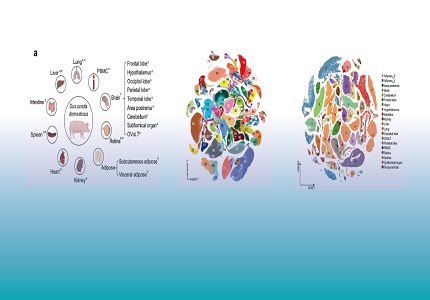 賦能科研︱DNBelab C4單細(xì)胞建庫(kù)+DNBSEQ-T7測(cè)序，助力構(gòu)建首個(gè)家豬多器官組織單細(xì)胞轉(zhuǎn)錄圖譜