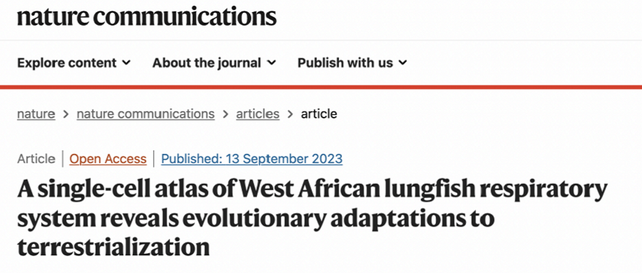 Nature子刊！基于DNBelab C4和DNBSEQ測序平臺，迄今最完整的非洲肺魚呼吸器官高分辨率細(xì)胞全景圖發(fā)表