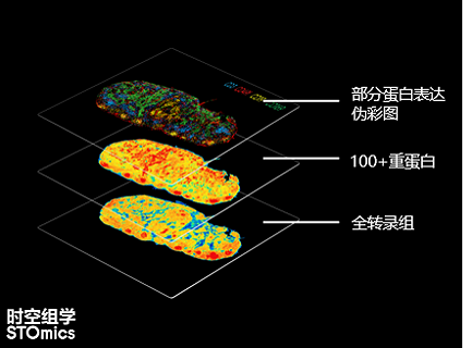 時空蛋白轉(zhuǎn)錄組Stereo-CITE產(chǎn)品方案
