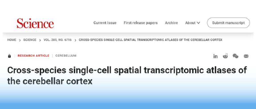 Science重磅｜DNBSEQ、時(shí)空組學(xué)及細(xì)胞組學(xué)技術(shù)助力繪制跨物種“小腦地圖”